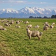 Sheep graze in a field in Mid Canterbury, New Zealand.