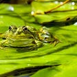 Closeup of a green frog on a lily pad