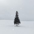 A lone, possible Christmas tree in a snowy field.