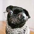 A pug wearing glasses