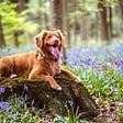 a blonde dog outdoors in a field of flowers, sitting on a rock.