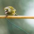 A bird that looks like it is yelling