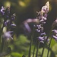 myths about lavender