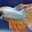 Betta Fish Facts: How Many Times Do You Feed a Betta Fish