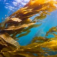 An image of seaweed in the ocean.