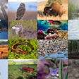 Biodiversity collage