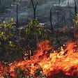 Forest fires cause much worry to Brazilian Amazon