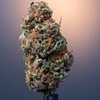 Obama Runtz Strain Review: Is it right for you?