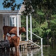 cattle trying to get above flood waters