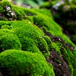 On A Bed Of Moss. A meeting to remember. A Poem written by Colleen Millsteed.