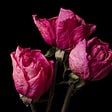 three pink heritage roses arranged on a dark background