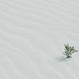 A plant growing out of white sand.