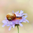 Snail sitting atop a purple flower