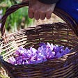 Zagros residents lucky with red gold (saffron) , Iqbal Zagros residents red gold, natural sunscreen, saffron harvest, saffron cultivation, economic prosperity in saffron, medicinal plants, Zagros residents red gold, Iqbal Zagros residents saffron