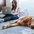 dog on bed with lady on computer