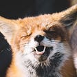 Up-tilted head of a fox with eyes closed and mouth open, looking like he’s singing.