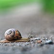 A snail on a road