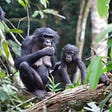 Female wild bonobos provide care for infants outside their social group