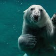 Polar bear under water waving to say “Hello”