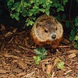 Woodchuck or Groundhog