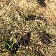 Using Grass Mowings as a Mulch: Growing Leeks Through Grass Mowings