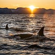 Near dusk view of sun between distant mountains on ocean with a couple of side view of swimming orcas and their dorsal fins out of the water as if they are travelling against the closing of the day.