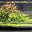 WHY it is important to have sustained ecosystem in an aquarium