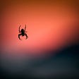 Spider in an orange sky.