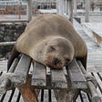 a seal sleeping on a bench