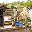 Gospel for Asia-Supported Pastor Brings Water the Chickens and Cows Can’t Ruin — KP Yohannan