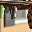 Cocoons and butterfly