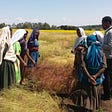 Scientists unlock secrets of Ethiopia's superfood in race to save it from warming climate
