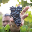 Man reaching for a ripe cluster of grapes.