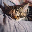 A sleeping tabby cat on a greyish beanbag