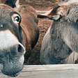 image of talking donkeys