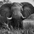 In a black-and-white photo, an elephant stands in a grassy field.
