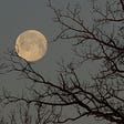 full moon, setting in west with tree branches in the foreground of the photo