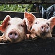 why factory farming should stop