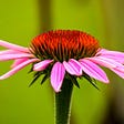A closeup shot of echinacea’s purple petals
