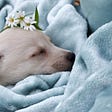 A sleepy puppy with flowers on its head.