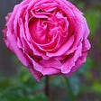 Tips to help you grow beautiful roses in your backyard garden. From planting to pruning, everything you need to know to grow roses in your garden.