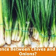 Chives vs. Green Onions: What’s the Difference?