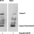 Cleaved-Caspase-9 (D353) Polyclonal Antibody Released