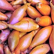 Monique French Pink Shallot Sets (Bulbs)