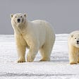Two polar bears on an ice flow
