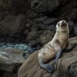 A picture of a baby seal lazing on a rock