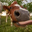 cow that sticks her tongue out
