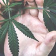 Man touching cannabis CBD plant