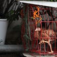 Chickens stuck in a red wired cage