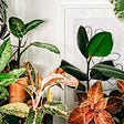 How to Take Care for Ficus Plant and Why it's Leaf Will Fall